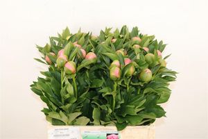 PIVOINE ETCHED SALMON 55